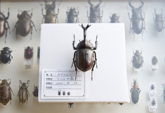 大人も魅了される昆虫の世界「オサムくんの標本づくり」